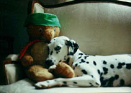 with bear
