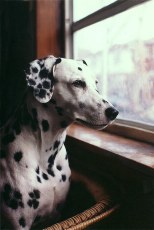 on guard